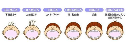 歯のお役立ち情報【乳歯が生えてくる順序】｜新潟県 長岡市 しみず歯科医院